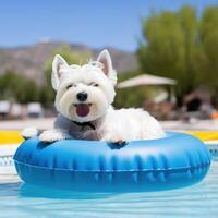 West highland white terrier White Terrier outdoors in pool AI Generated photo