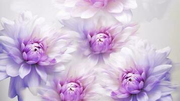 Pink and white chrysanthemum. White purple chrysanthemums flowers on white background. AI Generated photo