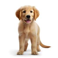 Cute little golden retriever dog on white background. Generative AI photo