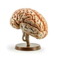 humano cerebro en blanco antecedentes. generativo ai foto