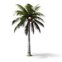 Coconut palm tree isolated on white background. photo