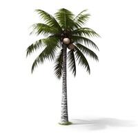 Coconut palm tree isolated on white background. Generative AI photo