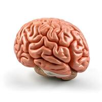 Human brain on white background. photo