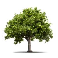 Apple tree isolated on a white background. photo
