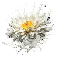 Chrysanthemum in water splash on white background. Generative AI photo