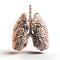 3d Human lungs on white background. photo