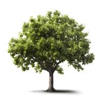 Apple tree isolated on a white background.  Generative AI photo