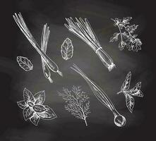 A set of hand-drawn sketches of  herbs and seasonings on chalkboard background. Leek, mint, parsley, dill. For the design of the menu of restaurants and cafes. vector