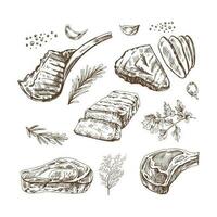 A set of hand-drawn sketches of barbecue meat pieces with herbs and seasonings. For the design of the menu of restaurants and cafes, steaks. Vintage doodle illustration. The engraved image. vector