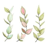 Set of dry branches of eucalyptus in watercolor vector