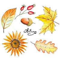 Set with watercolor autumn leaves, flower, acorn vector