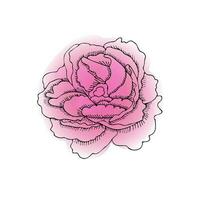 Vector image of a peony flower on a white background in a doodle style.