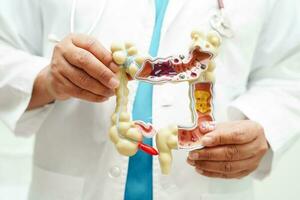 Intestine, doctor holding anatomy model for study diagnosis and treatment in hospital. photo