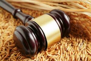 Judge gavel hammer with good grain rice from agriculture farm. Law and justice court concept. photo