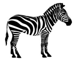 Zebra silhouette isolated on white background. Vector illustration
