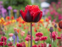 Nature's Beauty - A Close-Up of a Red Tulip in a Garden Bed - photo