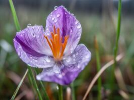 Purple Crocus in Bloom with Dew Drops on Petals, Close-up Shot with Shallow Depth of Field and Blurred Background - photo