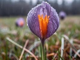 A Delicate Wonder - A Close-Up of a Single Crocus in Full Bloom - photo