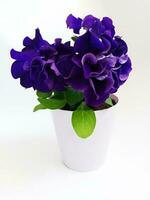 Purple terry petunia in a pot on a white background photo