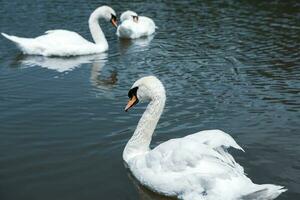 Beautiful white swans swimming on a lake in the park. photo