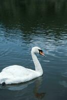 hermosa blanco cisnes nadando en un lago en el parque. foto