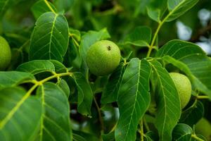 verde nueces creciente en un árbol en el jardín en verano. foto