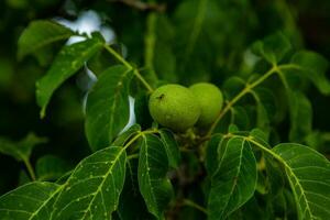 Green walnuts growing on a tree in the garden in summer. photo