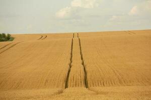 trigo campo y azul cielo. agrícola paisaje con orejas de trigo. foto