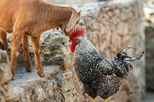 Portrait of a goat with horns on the street in the village. The happy life of goats in the country photo