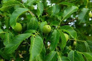 Green walnuts growing on a tree in the garden in summer. photo