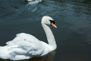 Beautiful white swans swimming on a lake in the park. photo