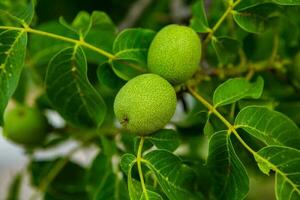 Green walnuts growing on a tree in the garden in summer. photo