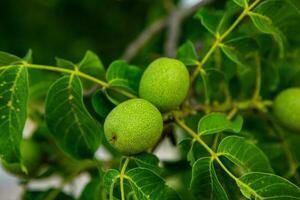 Green walnuts growing on a tree in the garden in summer. photo