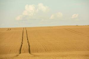 trigo campo y azul cielo. agrícola paisaje con orejas de trigo. foto