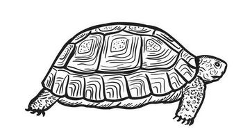 Land turtle with beautiful relief shell, sketch vector graphic illustration on white background.