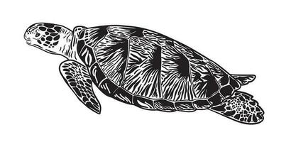 Vector black silhouette of a turtle isolated on a white background.Sea turtle hand drawn sketch