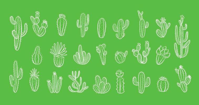 Cactus set with flowers on green background. Hand drawn illustration in doodle style.Vector illustration.