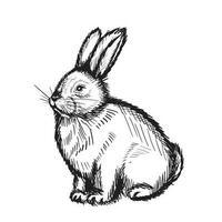 Cute rabbit bunny hand drawn sketch. Ink Seated Hare. Vector illustration.