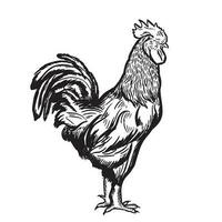 Rooster sketch.Hand drawn black on a white background.Agriculture farm.Vector illustration. vector