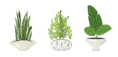 A set of indoor tropical plants in fashionable pots vector