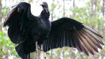 urubu-preto nombre cientifico coragyps atratus negro buitre video