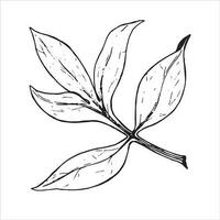 Sheet. Botanical leaf of peony flower. Hand-drawn on a white background, in vector format. Graphic drawing can be used for your design.