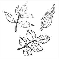 Sheet. Botanical set of flower leaves Peony, roses and lilies. Hand-drawn on a white background, in vector format. Graphic drawing can be used for your design.