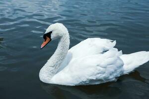 Beautiful white swans swimming on a lake in the park. photo