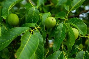 verde nueces creciente en un árbol en el jardín en verano. foto