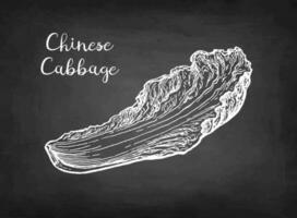 Napa or Chinese cabbage. Chalk sketch on blackboard background. Hand drawn vector illustration. Retro style.