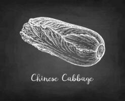 Napa or Chinese cabbage. Chalk sketch on blackboard background. Hand drawn vector illustration. Retro style.