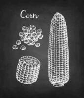 Corncob and handful of corn kernels. Chalk sketch of maize on blackboard background. Hand drawn vector illustration. Retro style.