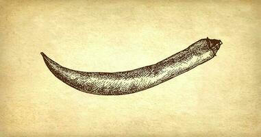 Ink sketch of chile peppers isolated on white background. Hand drawn vector illustration. Retro style