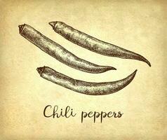 Ink sketch of chile peppers isolated on white background. Hand drawn vector illustration. Retro style